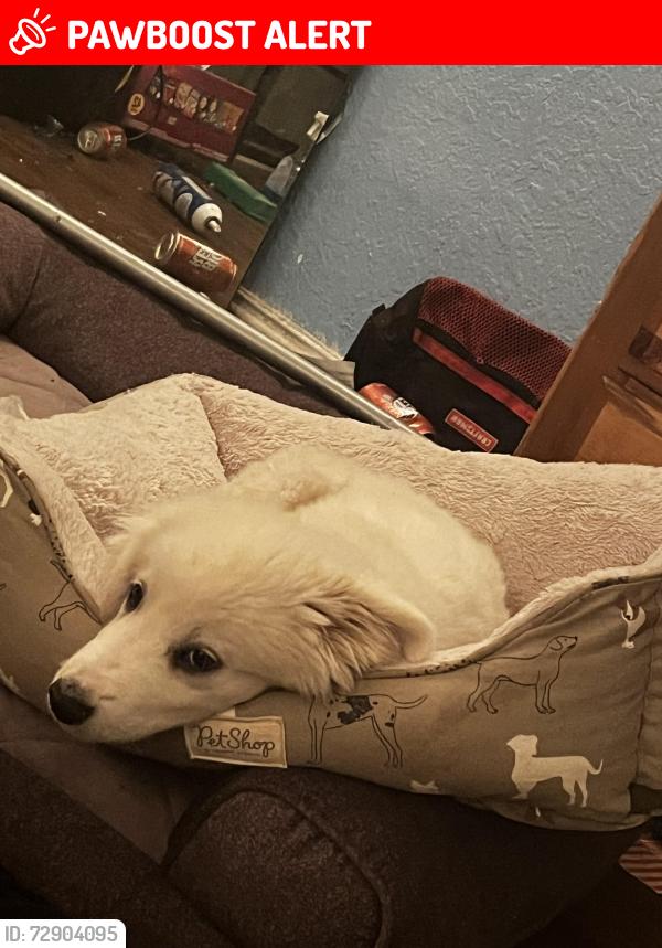 Lost Female Dog last seen Walmart , Westheimer Lakes North, TX 77494