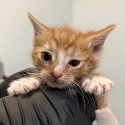 Shelter Stray Male Cat last seen Near Cervantes Avenue, San Diego, CA, 92113, San Diego, CA 92110