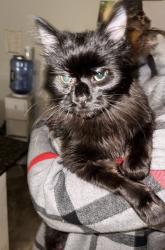 Found/Stray Female Cat last seen Near 40th ave, Minneapolis, MN 55421