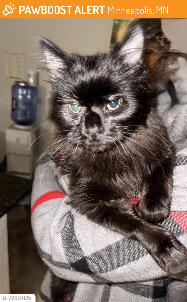 Found/Stray Female Cat last seen Near 40th ave, Minneapolis, MN 55421