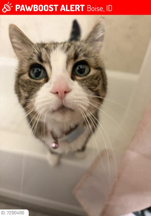 Lost Female Cat last seen Boise Co-Op, Boise, ID 83702