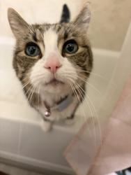 Lost Female Cat last seen Boise Co-Op, Boise, ID 83702