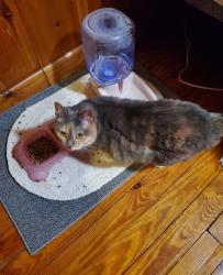 Reunited Female Cat last seen Myrth Ave, Essex, MD 21221