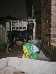 Reunited Female Dog last seen Hefner and MacArthur , Oklahoma City, OK 73132