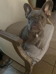 Reunited Female Dog last seen Near Crenshaw Ave, Fort Worth, TX 76105, USA, Fort Worth, TX 76105