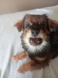 Lost Male Dog last seen Marlowe rd 544B, Meyerton, GP 1962
