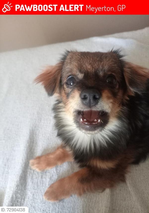 Lost Male Dog last seen Marlowe rd 544B, Meyerton, GP 1962