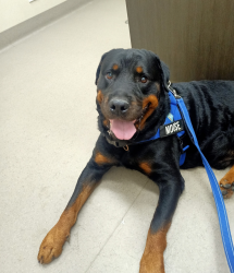 Lost Male Dog last seen Mango Hill State School, Mango hill Lake, Mango hill train station , Mango Hill, QLD 4509