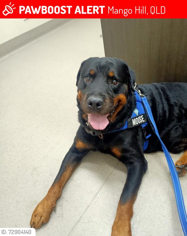 Lost Male Dog last seen Mango Hill State School, Mango hill Lake, Mango hill train station , Mango Hill, QLD 4509