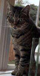 Lost Male Cat last seen Redhill, Nottingham , Arnold, England NG5