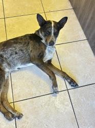 Found/Stray Male Dog last seen Near E Wyoming Ave, Las Vegas, NV 89104