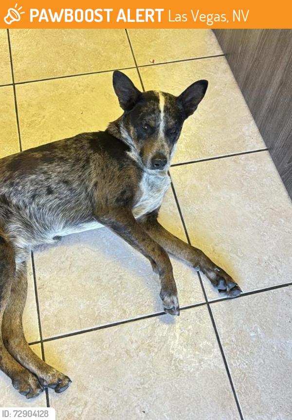 Found/Stray Male Dog last seen Near E Wyoming Ave, Las Vegas, NV 89104