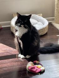 Reunited Male Cat last seen Higby st and Byron St, Wheaton-Glenmont, MD 20902