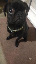 Lost Female Dog last seen Mallard & Parson , Merced, CA 95340
