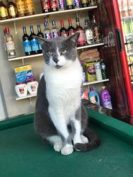 Lost Male Cat last seen Rua José menino, perto de um posto de saúde , Parque do Agreste Gl Um, SP 06730-000