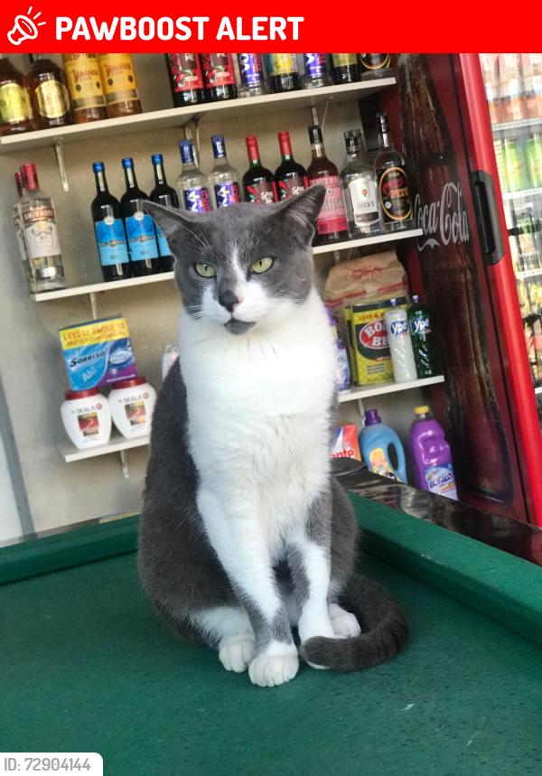 Lost Male Cat last seen Rua José menino, perto de um posto de saúde , Parque do Agreste Gl Um, SP 06730-000