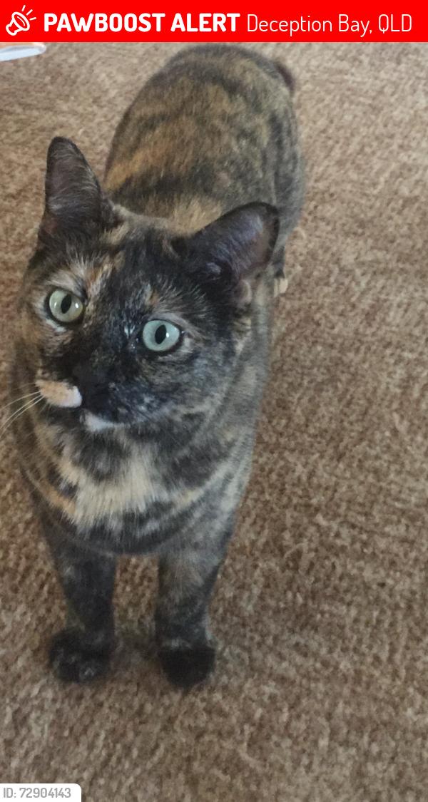 Lost Female Cat last seen Windlass Street and Esplanade South , Deception Bay, QLD 4508