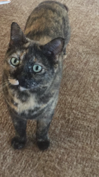 Lost Female Cat last seen Windlass Street and Esplanade South , Deception Bay, QLD 4508