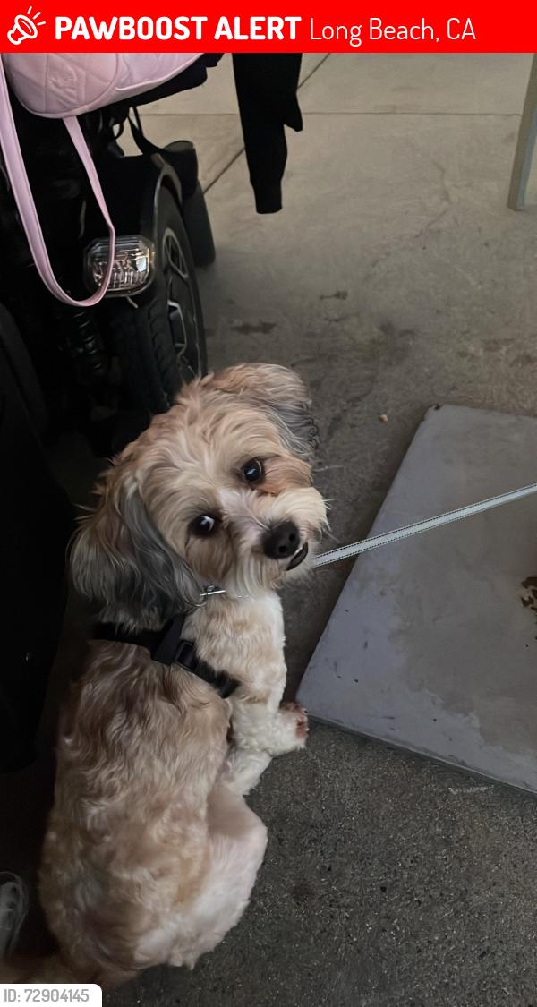 Lost Male Dog last seen Long beach blvd & E allington st, Long Beach, CA 90805