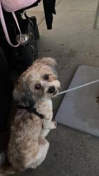 Lost Male Dog last seen Long beach blvd & E allington st, Long Beach, CA 90805