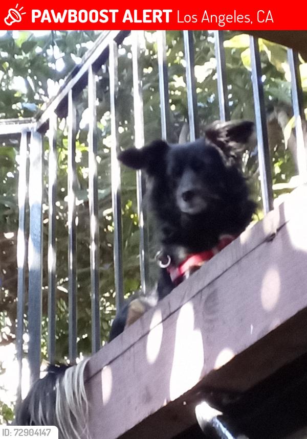 Lost Female Dog last seen Figueroa and Mlk , Los Angeles, CA 90037