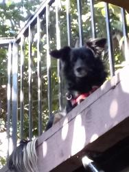 Lost Female Dog last seen Figueroa and Mlk , Los Angeles, CA 90037