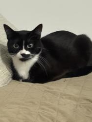 Lost Female Cat last seen Bella vista apmts, Los Angeles, CA 91367