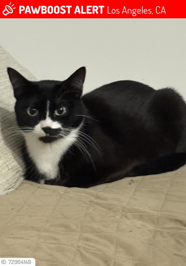 Lost Female Cat last seen Bella vista apmts, Los Angeles, CA 91367