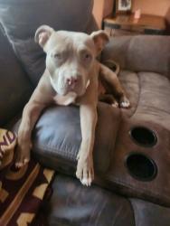 Lost Female Dog last seen Casa Grande/Az City, Casa Grande, AZ 85122