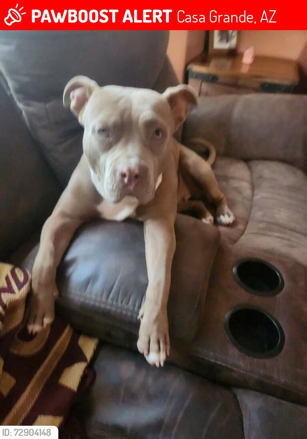 Lost Female Dog last seen Casa Grande/Az City, Casa Grande, AZ 85122