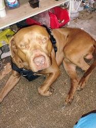 Reunited Male Dog last seen Oak knol Dr and Belknap Rd, Fort Worth, TX 76117