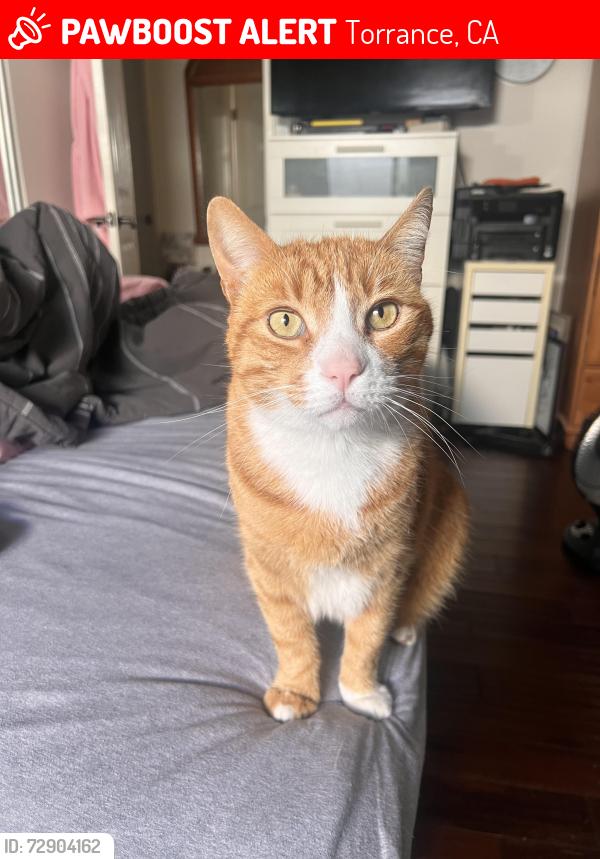 Lost Male Cat last seen Near Beckworth Avenue, Torrance, CA, 90503, Torrance, CA 90503