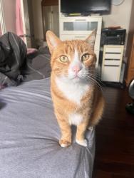 Lost Male Cat last seen Near Beckworth Avenue, Torrance, CA, 90503, Torrance, CA 90503