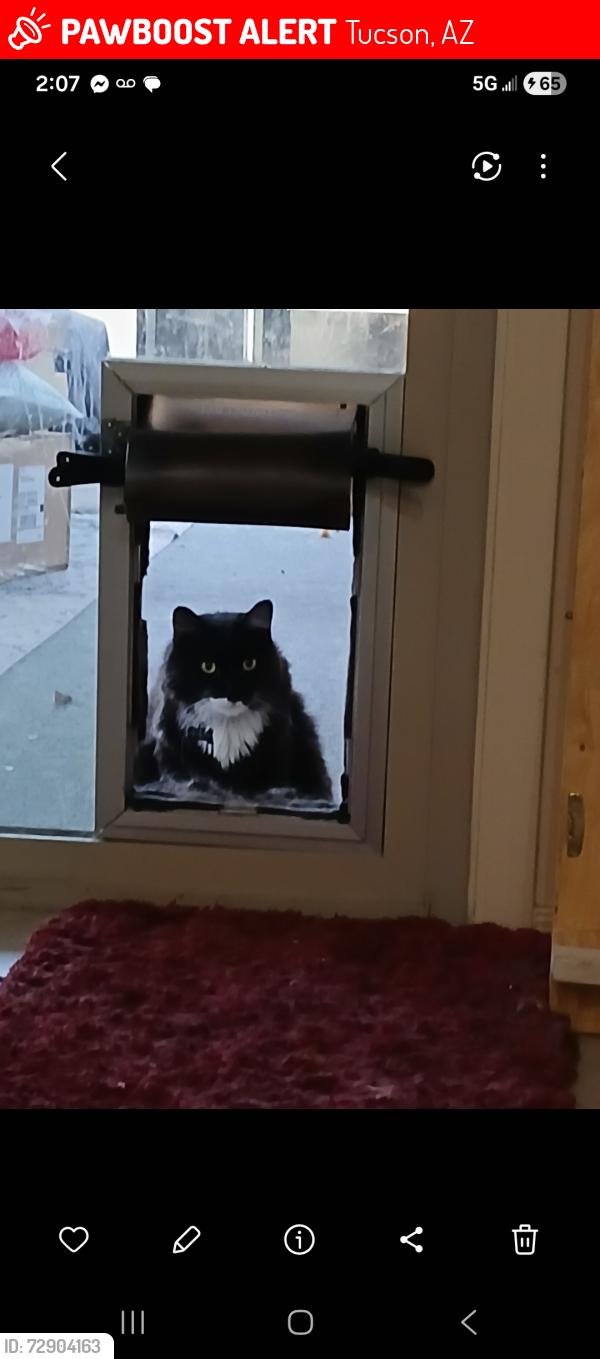 Lost Male Cat last seen Camino Seco and Escalante, Tucson, AZ 85730