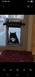 Lost Male Cat last seen Camino Seco and Escalante, Tucson, AZ 85730