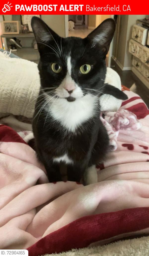 Lost Male Cat last seen Coffee and Brimhall, Bakersfield, CA 93312