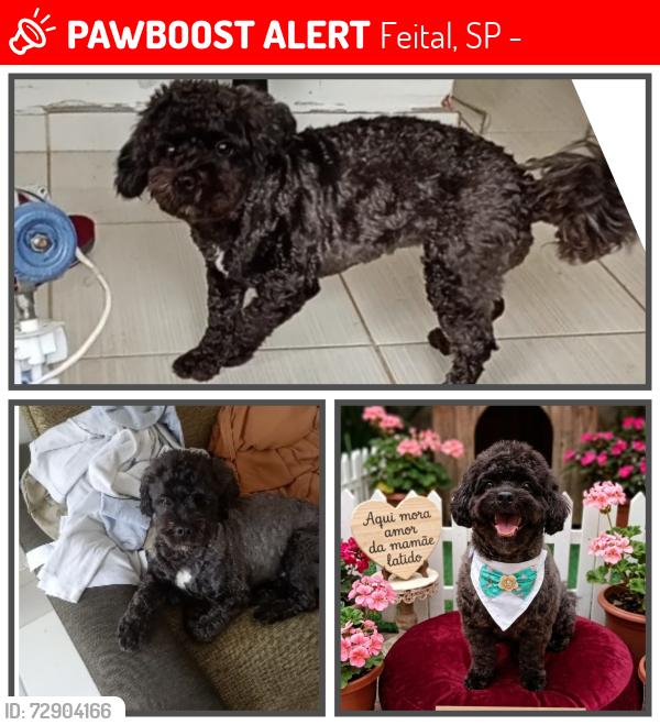 Lost Female Dog last seen Vista Alegre , Feital, SP 12441-240
