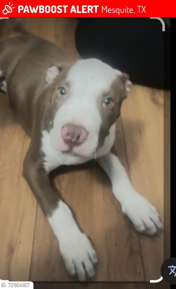 Lost Male Dog last seen Florance Elementary Area , Mesquite, TX 75150