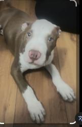 Lost Male Dog last seen Florance Elementary Area , Mesquite, TX 75150