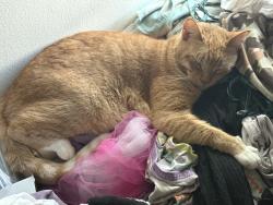 Lost Female Cat last seen Heulu / Dominis /Wilder , Honolulu, HI 96822
