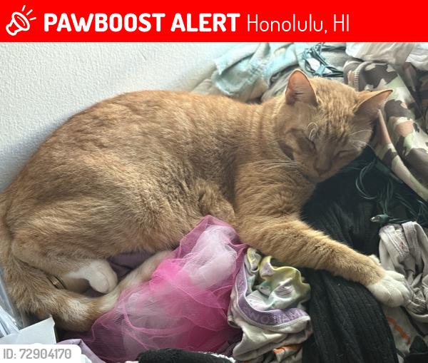 Lost Female Cat last seen Heulu / Dominis /Wilder , Honolulu, HI 96822