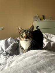 Reunited Female Cat last seen M402qu, Greater Manchester, England M40 2QU