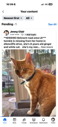 Lost Female Cat last seen belmont road, Merseyside, England L6