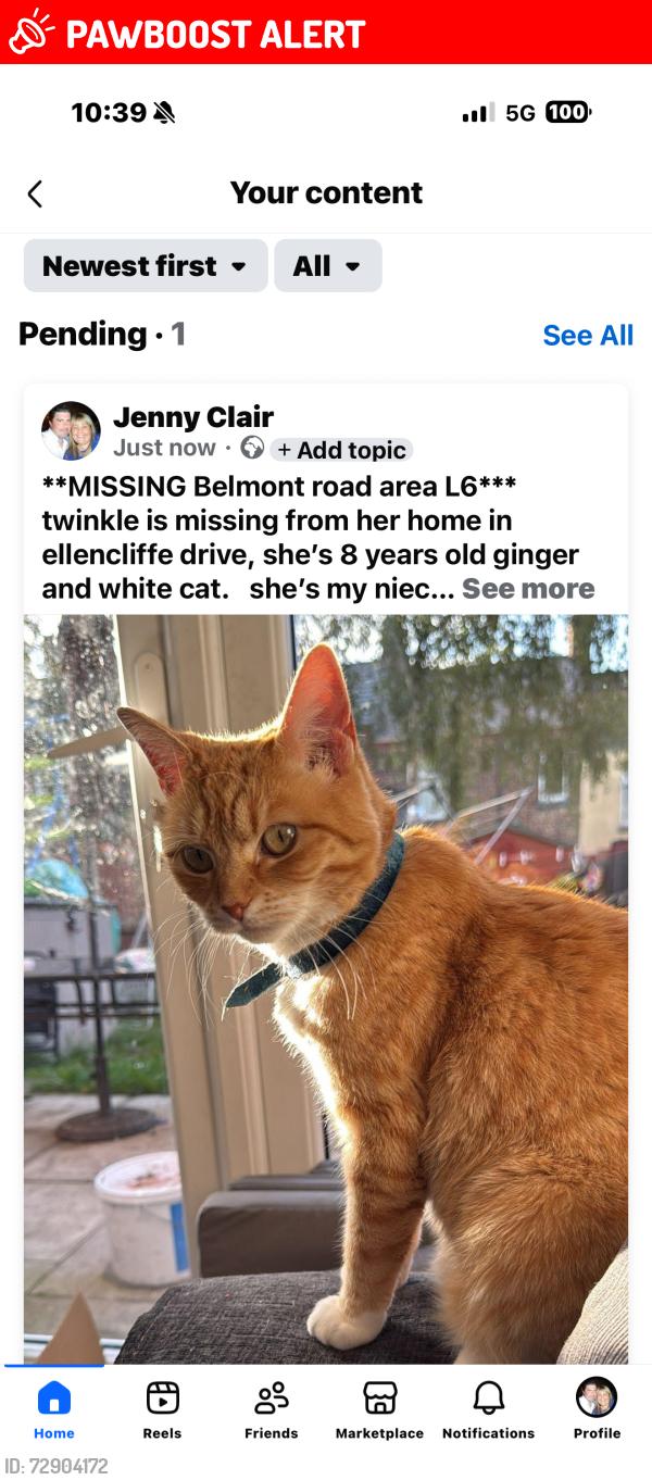 Lost Female Cat last seen belmont road, Merseyside, England L6
