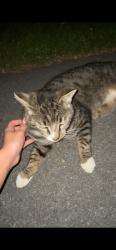 Found/Stray Unknown Cat last seen Philips st, N 8Th St , Stroudsburg, PA 18360