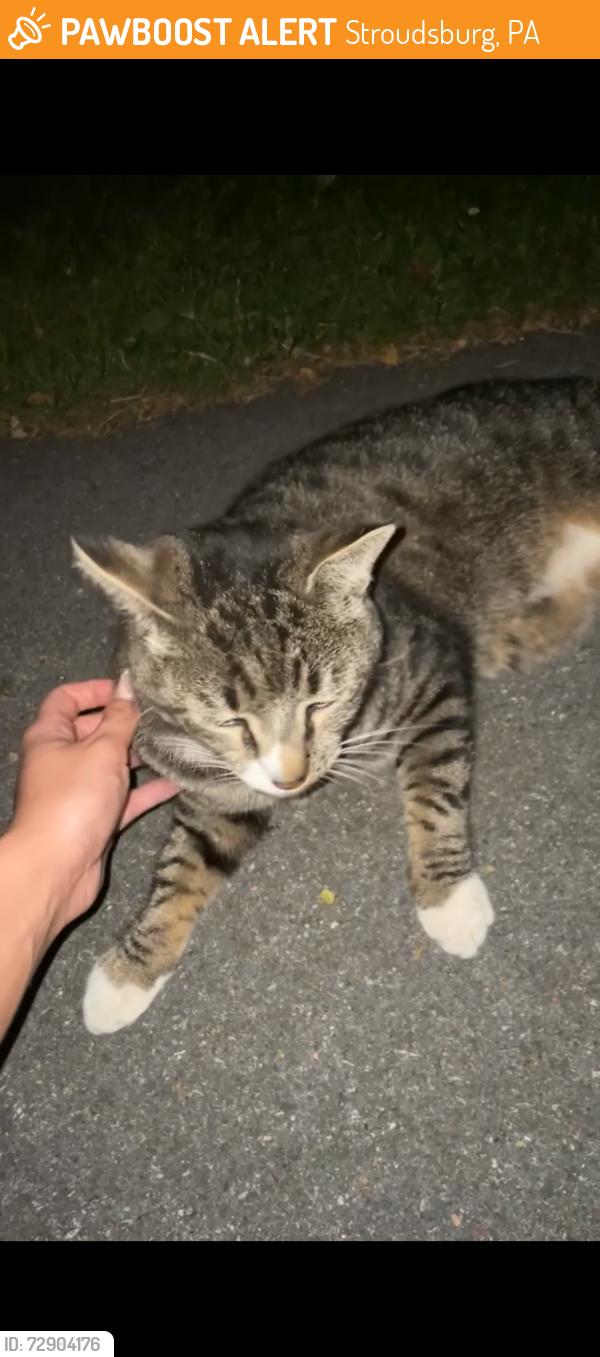 Found/Stray Unknown Cat last seen Philips st, N 8Th St , Stroudsburg, PA 18360