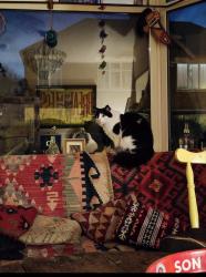 Reunited Male Cat last seen Tates avenue , Belfast, Northern Ireland BT9 7BJ