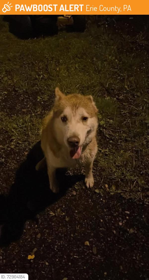 Found/Stray Unknown Dog last seen Family affair camp grounds, Erie County, PA 16428