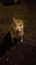 Found/Stray Unknown Dog last seen Family affair camp grounds, Erie County, PA 16428