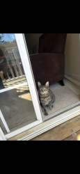 Lost Male Cat last seen Farm gate Rd, Raleigh, NC 27606